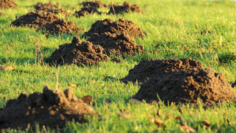 frisch aufgeworfene Erde zeigt den Verlauf der Gänge